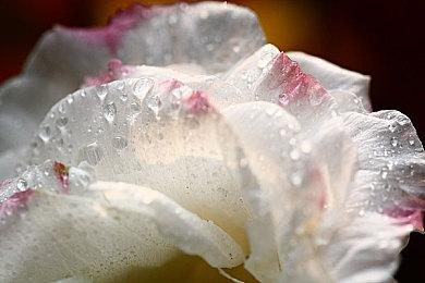 腾讯现已收购《喋血复仇》开发商Turtle Rock